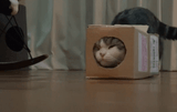 tumblr_njtau3F84P1rl1jado1_500