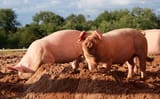 pigfrens