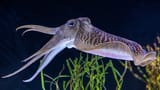 What-is-a-cephalopod