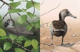 Aotearoan Bagabagaali &amp; Wilidhubaay