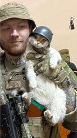 cat hemut