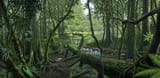 Eocene+forest-1920w_jpg
