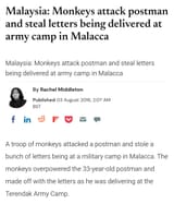Monkey attack