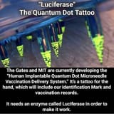 Luciferase