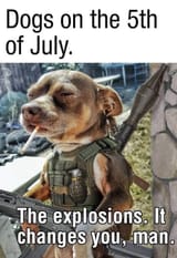 dogs
