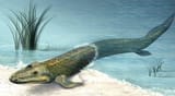 Screenshot 2025-08-09 at 15-51-52 fish evolving legs - Google Search