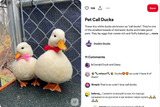 Screenshot 2025-08-09 at 16-23-56 Pet Call Ducks