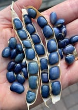 blue beans
