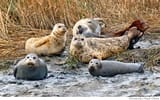 ba_seals19_039_pc