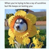 83567872