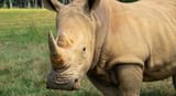 1614104527-Rhino_6_desktop