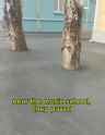 paved trees_thumb.jpg