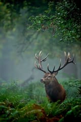 Cervus elaphus I in ferns