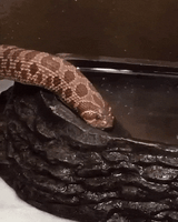 snek