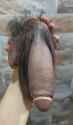 72636372_thumb.jpg