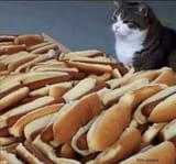 Kotndogz
