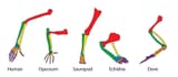 homology-bones-01
