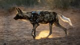 African_Wild_Dog_at_Working_with_Wildlife