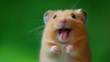 happy-hamster-open-mouth-green-background-pet-joy-animal-emotion-concept-368674062