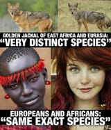 nigger vs White same species