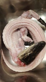 ALLIGATOR_FOR_DEEP_FRYING_1