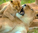 funny_lionness