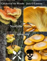 Chicken-of-the-woods-vs-jack-o-lantern-infograhic