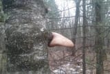 jew tree