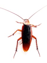 Cockroach_closeup