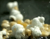 popcorn2