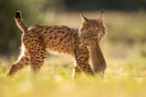 240621-Iberian-lynx-ch-1025-bd3f43