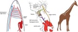 vagus_nerve