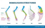homologous-structure-vector-illustration-biological-species-example-scheme-structures-labeled-structural-diagram-bone-titles-168174606-2282992499