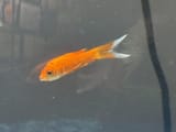 should-the-goldfish-be-that-skinny-v0-rmvnsvhs6lme1[1]