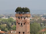 Torre Guinigi, Guinigi Tower, Via Sant&#039;Andrea, Lucca