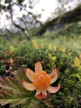 Rubus_chamaemorus,_from_Tromsø,_August_2020