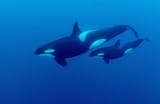Orca
