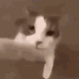 cat-kissing