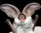 bat