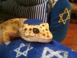 Geckstein lisserdberg