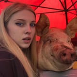 pig