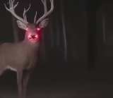 reddeer