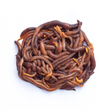 swell_livefood_small_worms_dendrobaena_pre_pack