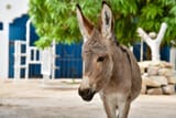 Cute-donkey-Nouakchott-Mauritania-1024x685