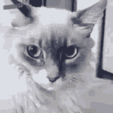 cat-shocked