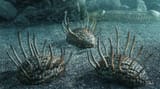 Wiwaxia