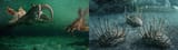 Anomalocarises and Wiwaxias