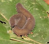 31-Velvet_Worm