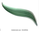 cambrian-pikaia-swimming-extinct-burgess-260nw-351109256