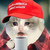 kot sad covfef